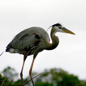 Heron