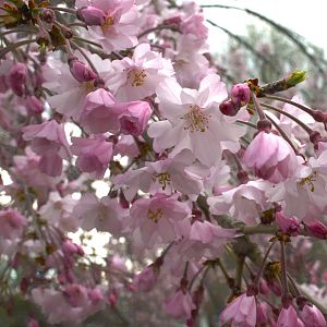 Cherry_Blossoms_2_HDR2