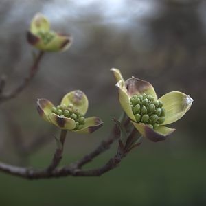 Dogwood_HDR2