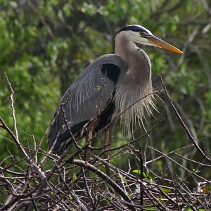 Flordia Heron