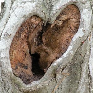 Tree Heart