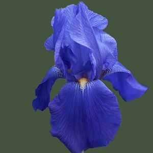 Iris