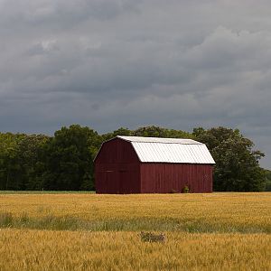 Spring Wheat