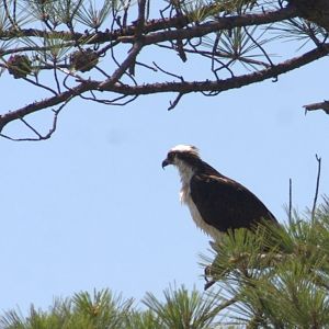 Osprey in Tree