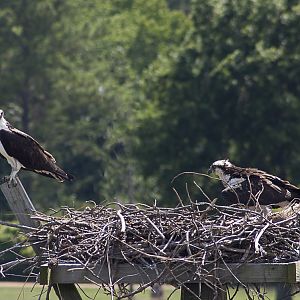 Ospreys in Nests