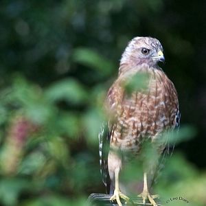 Coopers Hawk (Juv)