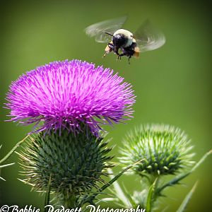 Bee and flower