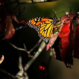 Butterfly in Dogwood