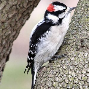 Woodpecker