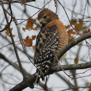 Red Shoulder Hawk 1