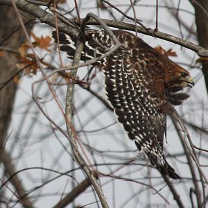 Red Shoulder Hawk 2