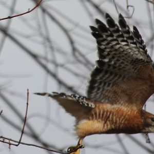 Red Shoulder Hawk 3