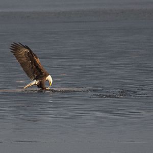 Eagle at Breton Bay