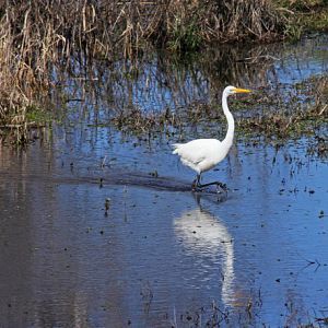 Egret