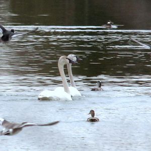 Swan Lake