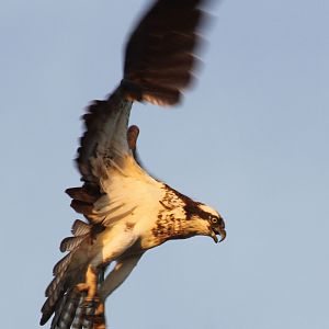 Osprey 2