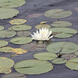 Lily Pads