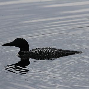 Loon