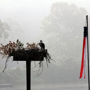 Osprey on a Foggy Morning