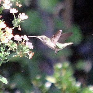 Hummingbird