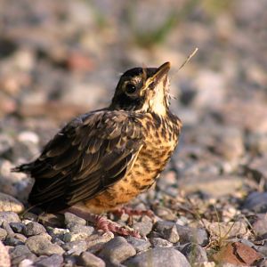 Windblown Bird