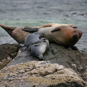 Seals on The Pupping Ledge