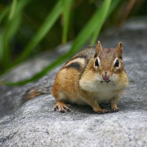 Dirk, The Fourth and Forgotten Chipmunk