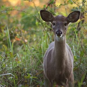 Surprised Deer