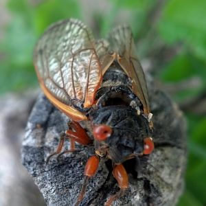 Cicada