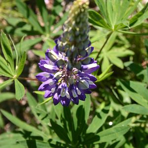 Early Lupine