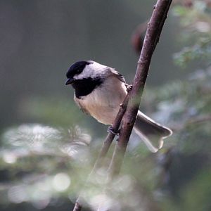 Chickadee