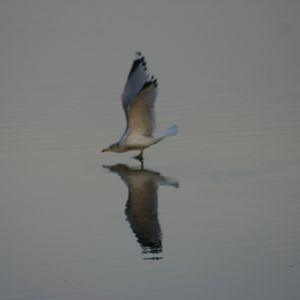 Walking on Water