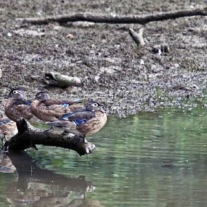 Ducks Roostings