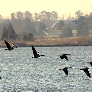 Christmas Eve Visitors to Breton Bay