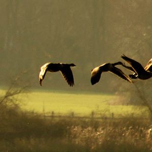 Morning Geese