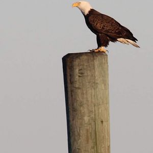 Point Lookout Eagle