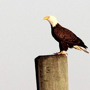 Point Lookout Eagle