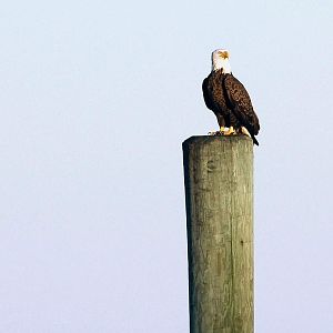 Point Lookout Eagle