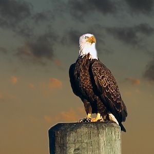 Eagle