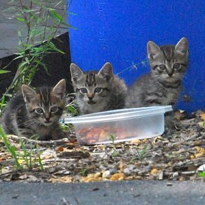 Newborn Kittens Having Lunch