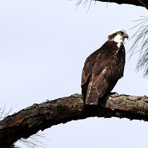 osprey