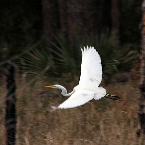 Egret