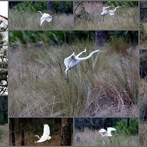 Egrets