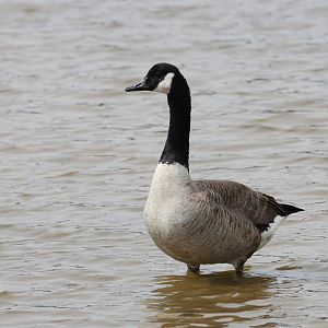 Canadian Geese