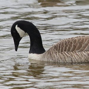 Canadian Geese