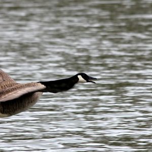 Canadian Geese