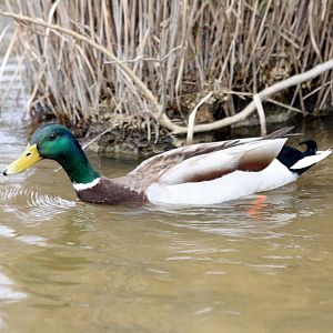 Mallard Duck