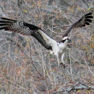 Osprey