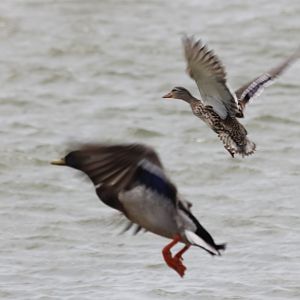 Mallards