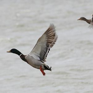 Mallards